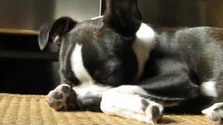 Rupert the Boston Terrier 3