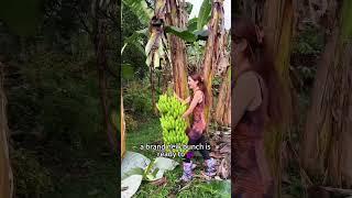 Did you know that when workers harvest banana?#fyp #science #foryou #tiktok