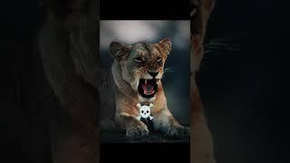 “Legends of Lions: Dangerous Attitude & Alpha Status”