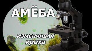 АМЁБА - Изменчивая кроха