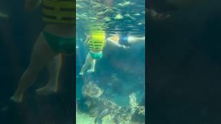 #snorkeling #shorts #trending #coral #underwater