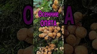 Осенние опята. Грибы.