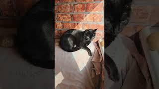 Black Cat Tolik and kivi