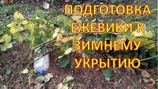 Как пригнуть и не сломать побеги ежевики при укрытии за зиму. Как укрыть ежевику на зиму.