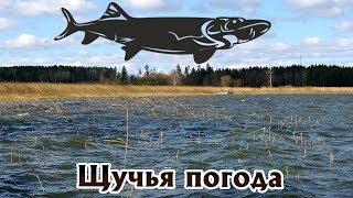 В такую погоду щука  ловится на на все подряд без разбора! В какую погода щука лучше ловится?