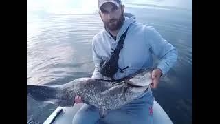 Catfish 140 sm Batak Dam