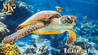 Aquarium 8K Ultra HD  Beautiful Coral Reef Fish & Relaxing Meditation Music for Sleep