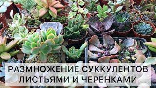 Размножение суккулентов. Как размножать суккуленты листьями и черенками. Примеры