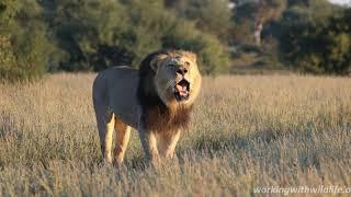 Kalahari Lion Roaring 4K - Conservation Safari Experience