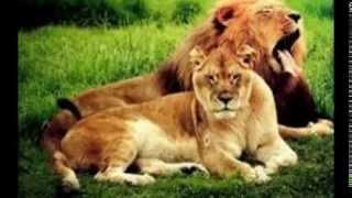 Avra Tsalamaniou - Animals in Love (ΕΡΩΤΕΥΜΕΝΑ ΖΩΑΚΙΑ)