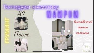 Выставочный груминг папийона на косметике “Wampum”