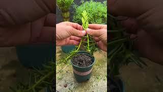 how to plant portulaca flower in pot #bonsai #gardenflower #garden #portulacaflower
