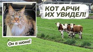 Коты увидели коров. Кот Арчи в шоке!