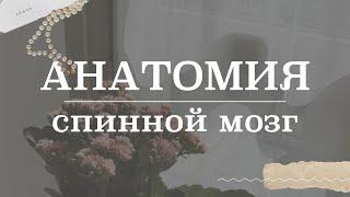 Спинной мозг (строение, ядра, белое и серое вещество) | Анатомия