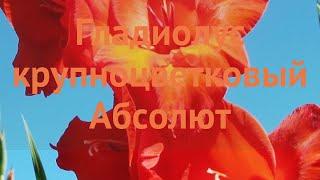 Гладиолус крупноцветковый Абсолют (gladiolus)  обзор: как сажать, луковицы гладиолуса Абсолют