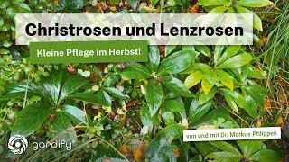 Christrosen und Lenzrosen: Kleine Pflege im Herbst! Was tun gegen Schwarze Flecken auf den Blättern?