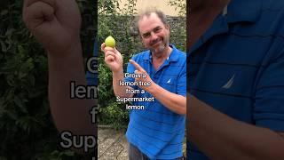 How to grow a lemon tree from the supermaket #growyourgroceries #growyourownfruit