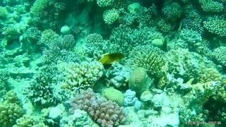 Scuba diving Abu Hashish