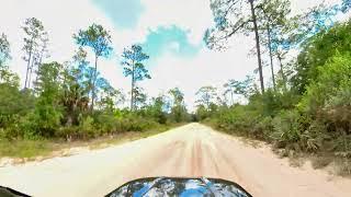 7-6-24 Peaceful drive through Ocala Forest