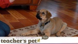 Teach a Puppy to Lie Down | Teacher's Pet With Victoria Stilwell