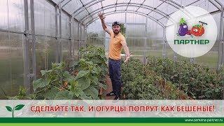 СДЕЛАЙТЕ ТАК, И ОГУРЦЫ ПОПРУТ КАК БЕШЕНЫЕ!