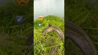 Не могу понять как зацепился ? I can't understand how I got hooked? #fishing #zelimfishing