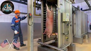 How Pork Is Produced In Modern Factories  | From Farm To Supermarket