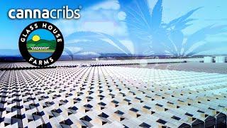 Largest High Tech Cannabis Green House in USA: Glass House Farms