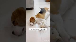 The ultimate betrayal to my dog