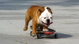 Skateboarding Dog - HD Redux