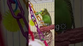 You Rock Awesome! - Boba the Budgie - Talking Parakeet