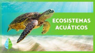 AQUATIC ECOSYSTEMS ️ (Characteristics, Types and Examples)