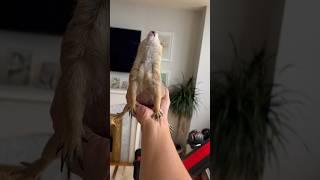 Poppy the Prairie Dog WAHOO / Bark / Jump yip Compilation ️