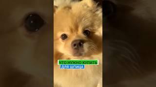 ЧТО НУЖНО КУПИТЬ ДЛЯ ШПИЦА #шпиц #померанскийшпиц #щенок #dog #puppy