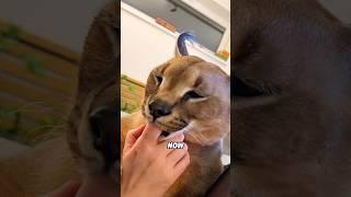Why is this cat hissing and sucking fingers?#animal #caracal #cute