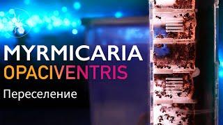 ПЕРЕСЕЛЕНИЕ MYRMICARIA OPACIVENTRIS