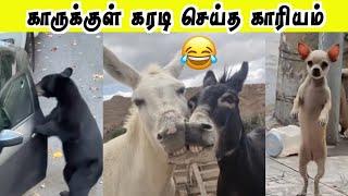 இளிச்ச வாயானுங்க மாட்டுனாங்க | கரடி செய்த காரியம் | Hoomans