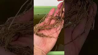 Grow Your Calathea In Just Water