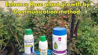 Enhance Rose plant Growth by Secret fertilizers Combination.