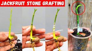 Stone grafting Jackfruit tree | how to graft jackfruit tree #grafting