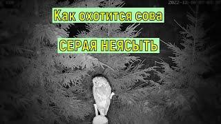 Как охотится серая неясыть