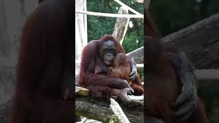 The funniest pair of orangutans-Sari and her baby.#shorts#funnyvideos#orangutans#funnyanimals#zoo