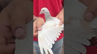 jama masjid kabutar market | pigeon market | red fort Delhi white pigeons
