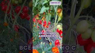Аминосил универсальный для овощей #аминосил #растения  #огород #садоводство #подкормка #подкормки