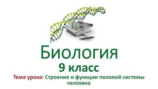 Биология 9 класс. Тема урока: "Строение и функции половой системы человека".