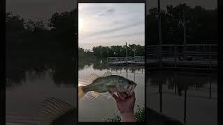 Quick Bite: White Senko #fishing #fishandgame #bassfishing #bass #pondfishing #shorts