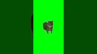 Green Screen Spinning Cat Meme