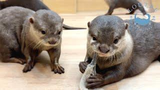 Otters Forgot How to Eat Fish?!