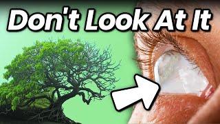 The Tree That Will Leave You Blind