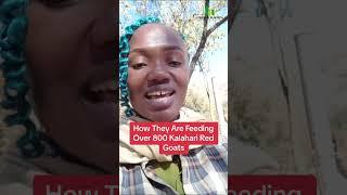 How They Feed Over 800 Kalahari Red Goats In South Africa #farminginafrica #farming #semanhyiafarms